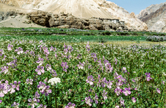 Geranium himalayense