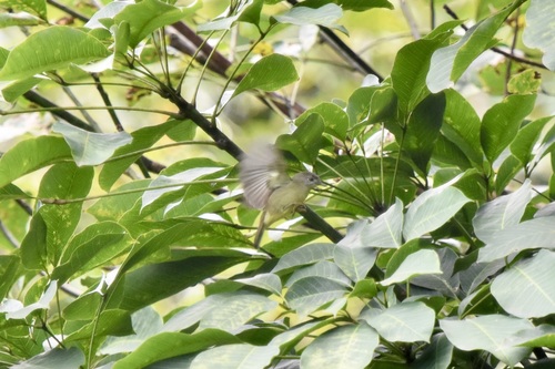 Brown Fulvetta (Alcippe brunneicauda), photo 2