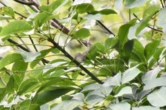 Alcippe brunneicauda