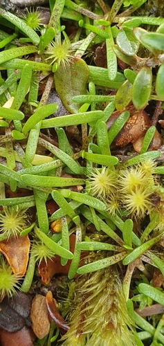 Abrotanella fertilis (Abrotanella fertilis)