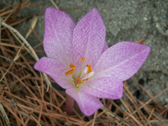 Colchicum