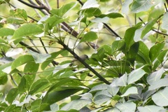 Alcippe brunneicauda