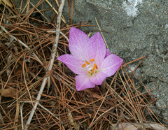 Colchicum