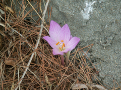 Colchicum