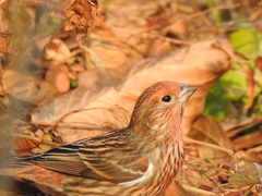 Carpodacus roseus