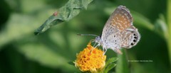 Brephidium exilis exilis