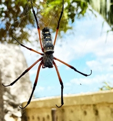 Trichonephila sumptuosa