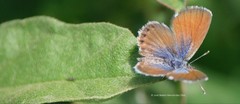 Brephidium exilis exilis