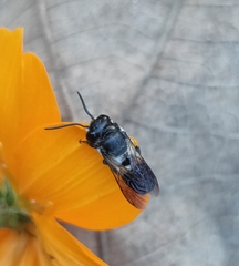 Megachile disjuncta