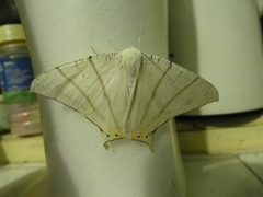 Ourapteryx marginata