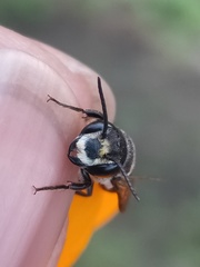 Megachile disjuncta