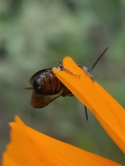 Megachile disjuncta