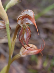 Pterostylis hamata