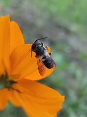Megachile disjuncta