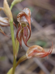 Pterostylis hamata