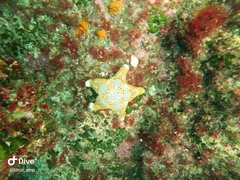 Asterodiscides truncatus