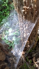 Malacosoma americana