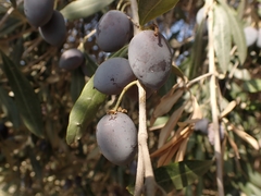 Olea europaea