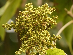 Sapindus laurifolius