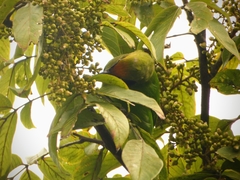 Sapindus laurifolius