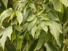 Sapindus laurifolius