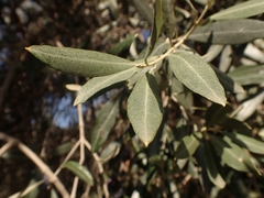 Olea europaea