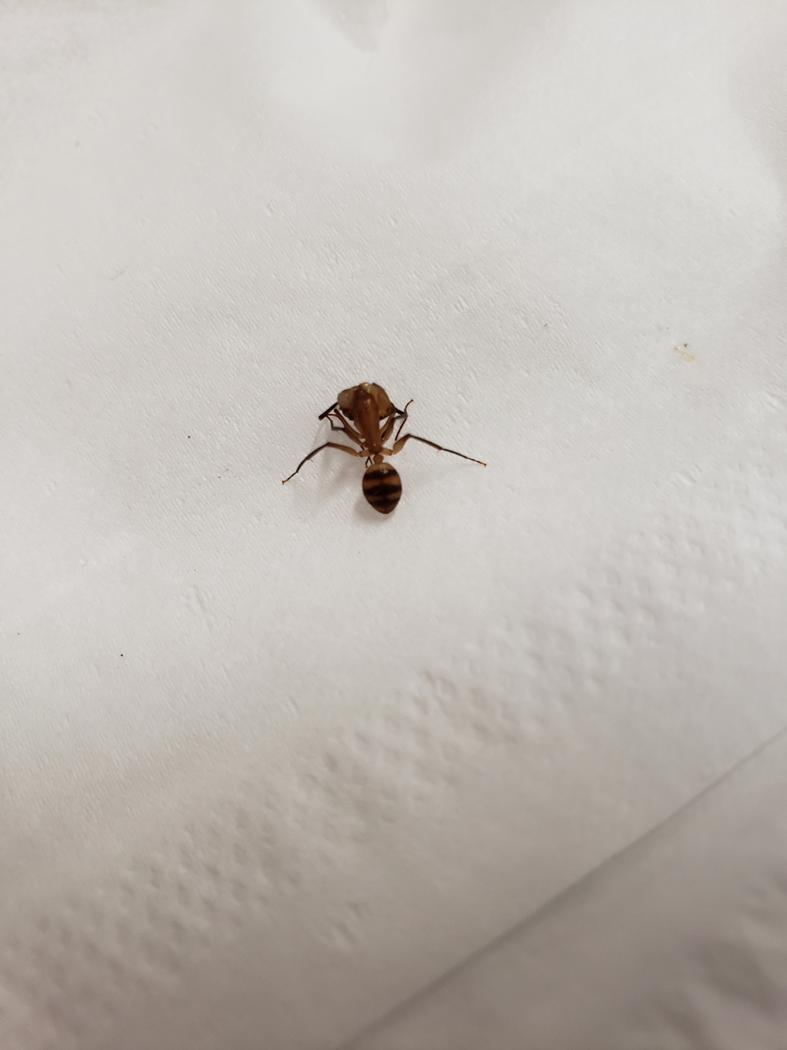 Camponotus variegatus