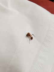 Camponotus variegatus