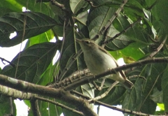 Phylloscopus examinandus