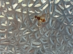 Zeugodacus cucurbitae