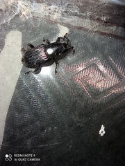 Odoiporus longicollis