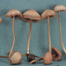Entoloma fructifragrans - Photo (c) David Largent, some rights reserved (CC BY-NC), uploaded by David Largent
