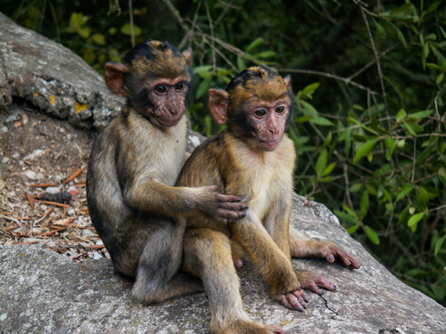 Barbary Macaque, photo 8 of 9