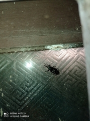 Odoiporus longicollis