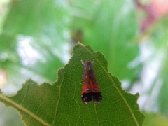 Tricyanaula aurantiaca