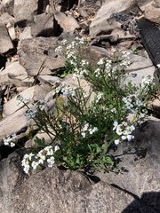 Cardamine lilacina