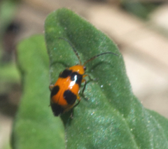 Aulacophora hilaris