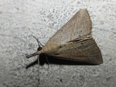 Hypena obacerralis
