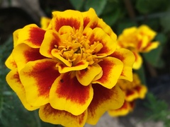 Tagetes erecta