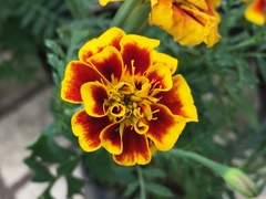 Tagetes erecta