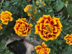 Tagetes erecta