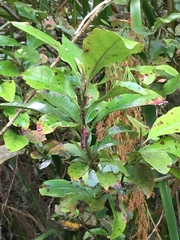 Alseuosmia macrophylla