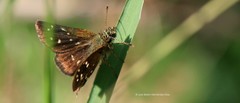Piruna penaea