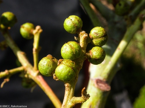 Macaranga sphaerophylla image