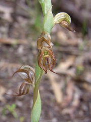 Pterostylis hamata