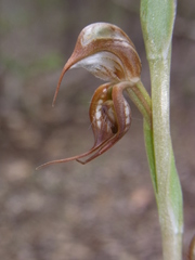 Pterostylis hamata