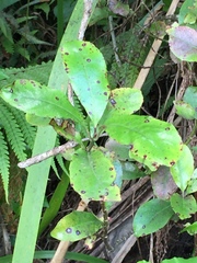 Alseuosmia macrophylla