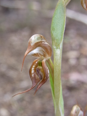 Pterostylis hamata