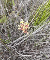 Tritoniopsis parviflora