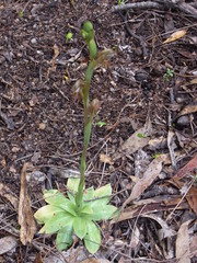 Pterostylis hamata